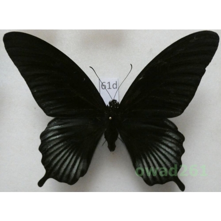 Papilio memnon Linnaeus, 1758 male Philippines 100mm61d